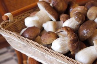 Как заморозить на зиму грибы: простые правила и инструкции Какие грибы лучше замораживать отварные или сырые